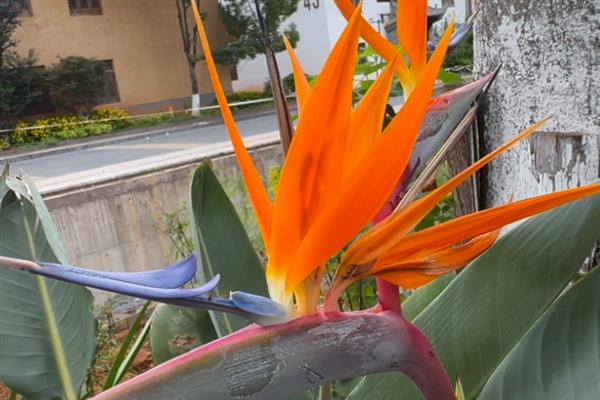 鹤望兰的花语，寓意潇洒自在、相信爱情等