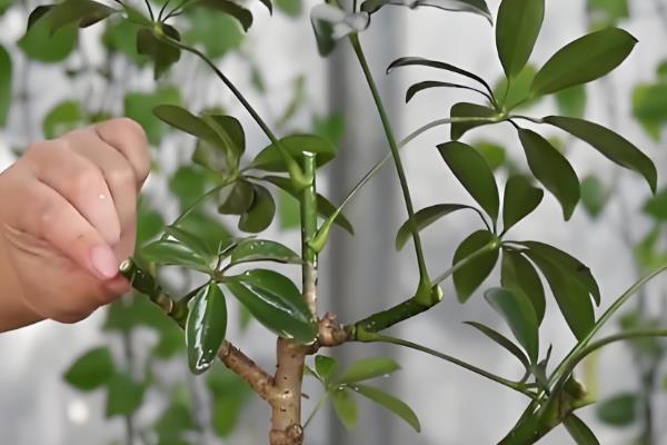 鹅掌木怎么养，每隔5-10天给植株浇水一次