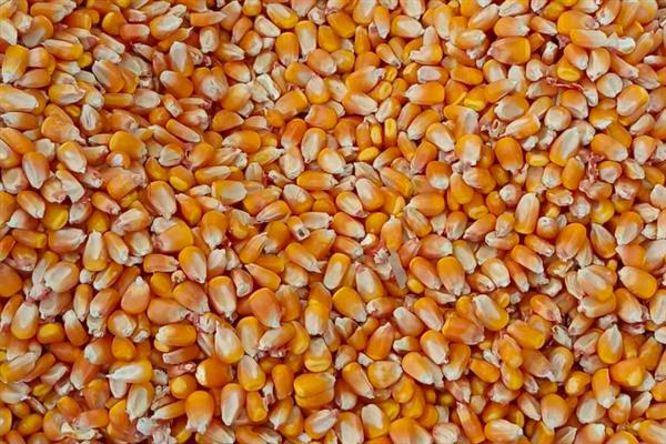 干玉米生虫用什么药，可选择磷化铝熏蒸杀虫