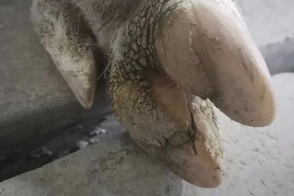 猪脱蹄的原因，可能是地面呈现碱性或过于潮湿所致