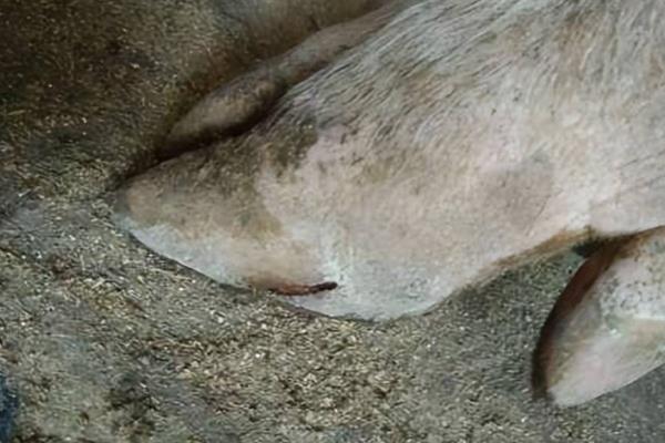 猪脱蹄的原因，可能是地面呈现碱性或过于潮湿所致