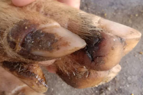 猪脱蹄的原因，可能是地面呈现碱性或过于潮湿所致