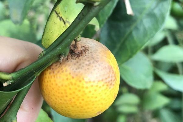 柑橘炭疽病怎么防治，定期喷施苯甲嘧菌酯等药物