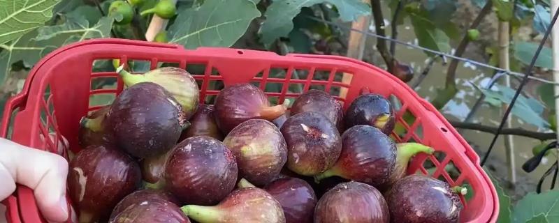 无花果有没有花，无花果有花