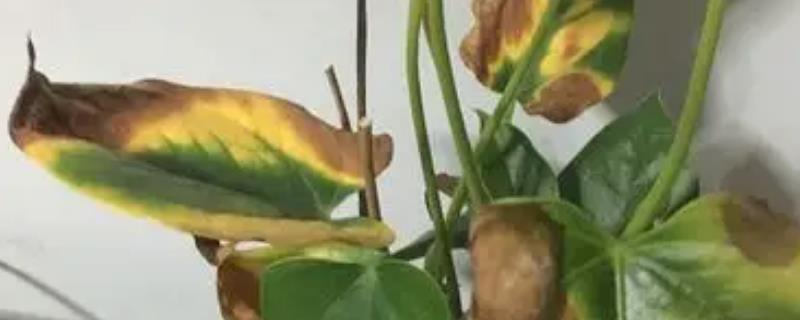 红掌叶子发黄的原因和处理方法，可能是浇水过多或缺少养分所致