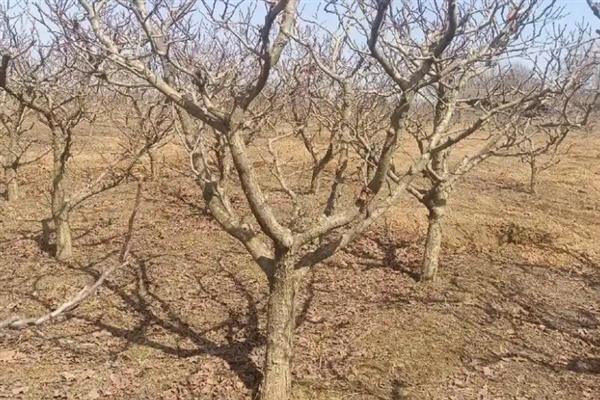 山楂树的养殖方法，将温度保持在18-32℃可加快生长速度