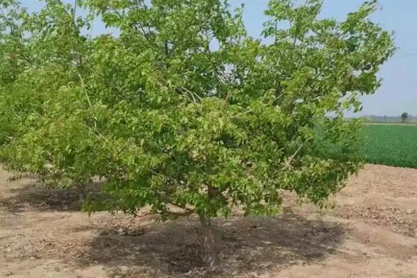 山楂树的养殖方法，将温度保持在18-32℃可加快生长速度