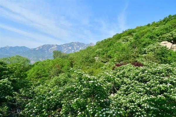 山楂树的养殖方法，将温度保持在18-32℃可加快生长速度