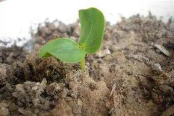 山楂树的养殖方法，将温度保持在18-32℃可加快生长速度