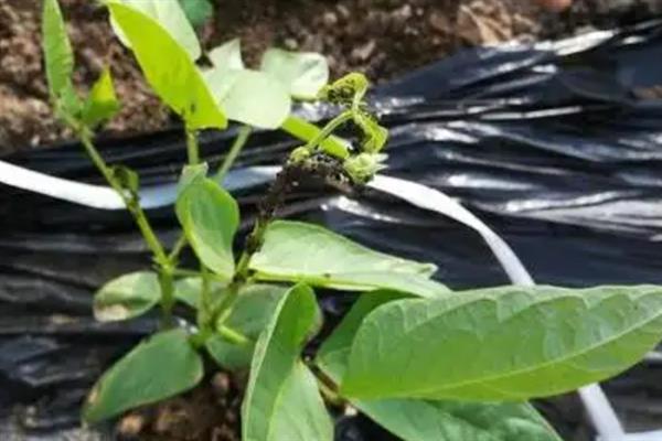 豆角斑潜蝇的防治方法，可农业防治也可药剂防治