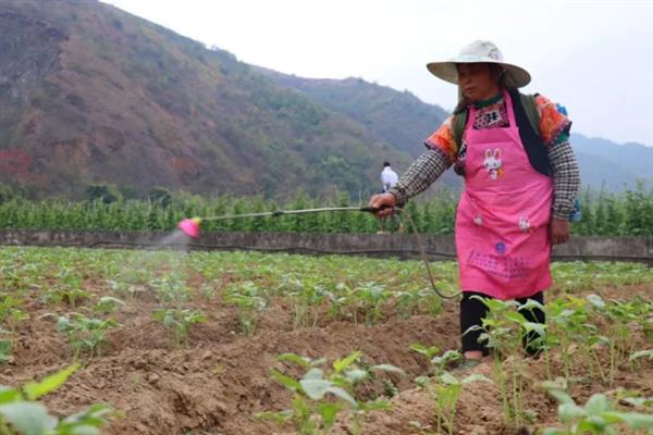 豆角斑潜蝇的防治方法，可农业防治也可药剂防治