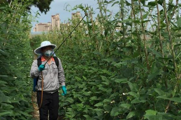豆角斑潜蝇的防治方法，可农业防治也可药剂防治