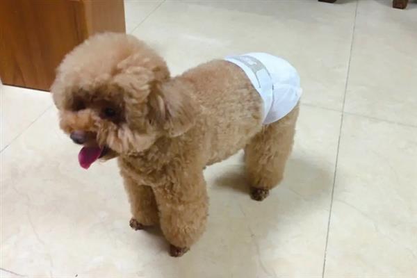 狗狗生理期能不能洗澡，每天都要为它清理生殖器官