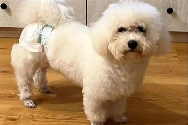狗狗生理期能不能洗澡，每天都要为它清理生殖器官