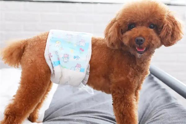 狗狗生理期能不能洗澡，每天都要为它清理生殖器官