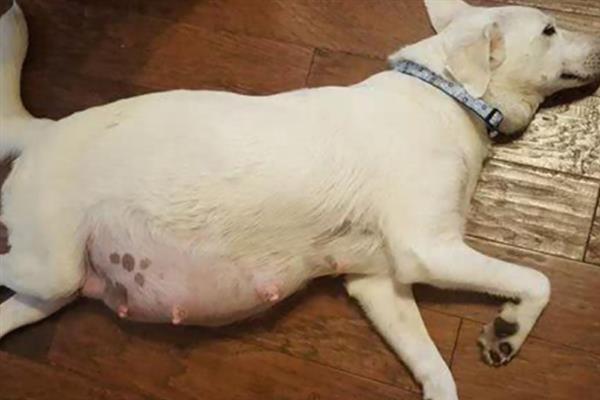 狗狗生理期能不能洗澡，每天都要为它清理生殖器官