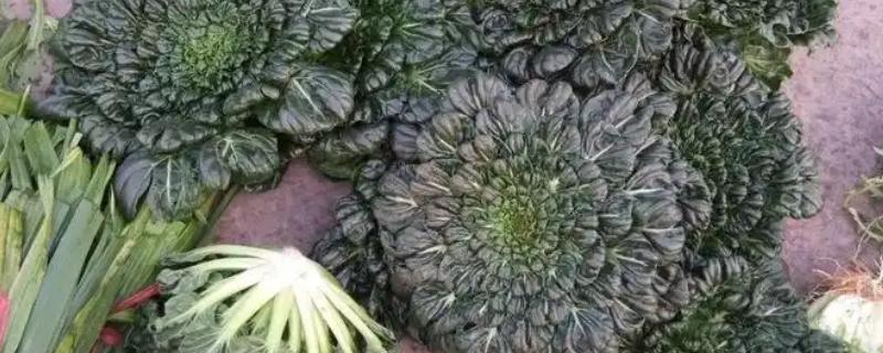 几月种菊花菜，一般在10月份左右进行栽种