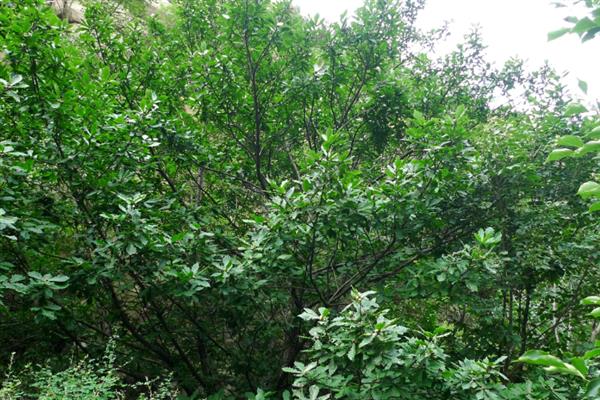 蒙古栎果实能吃吗，可以吃但不建议吃