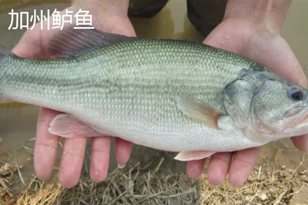 加州鲈鱼是鲈鱼吗，二者并不是同一种鱼