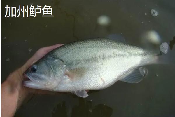 加州鲈鱼是鲈鱼吗，二者并不是同一种鱼