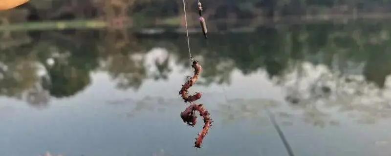 蚯蚓钓鲫鱼不开口怎么处理，一定要打好窝子