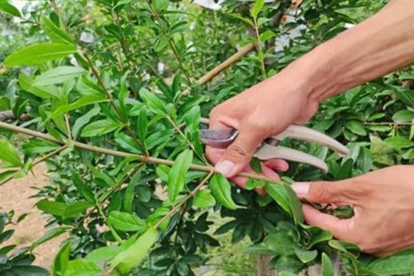 石榴树如何剪枝，不同生长阶段的剪枝方式不同