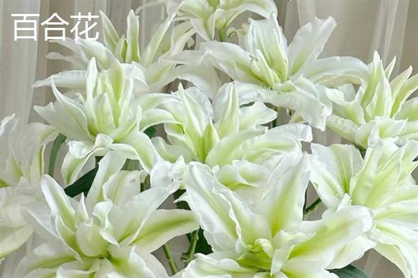 圣诞节适合送哪些花卉，玫瑰花、百合花、郁金香等品种可以考虑