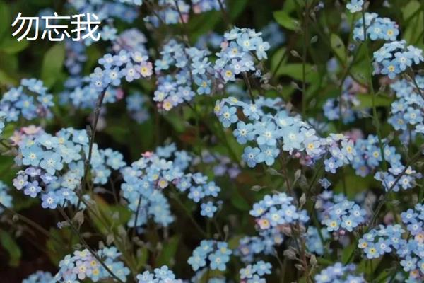 圣诞节适合送哪些花卉，玫瑰花、百合花、郁金香等品种可以考虑
