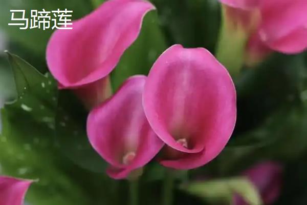 圣诞节适合送哪些花卉，玫瑰花、百合花、郁金香等品种可以考虑