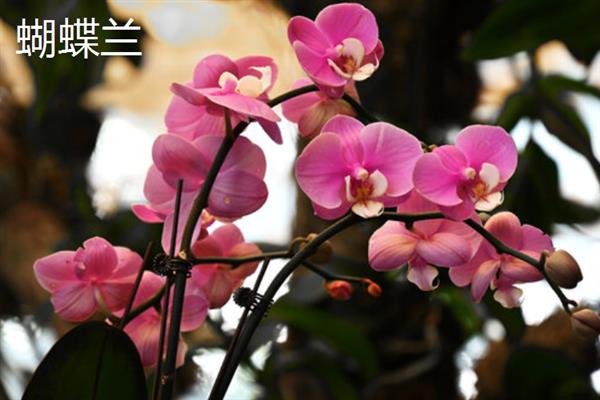 圣诞节适合送哪些花卉，玫瑰花、百合花、郁金香等品种可以考虑