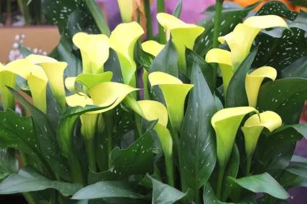 圣诞节适合送哪些花卉，玫瑰花、百合花、郁金香等品种可以考虑