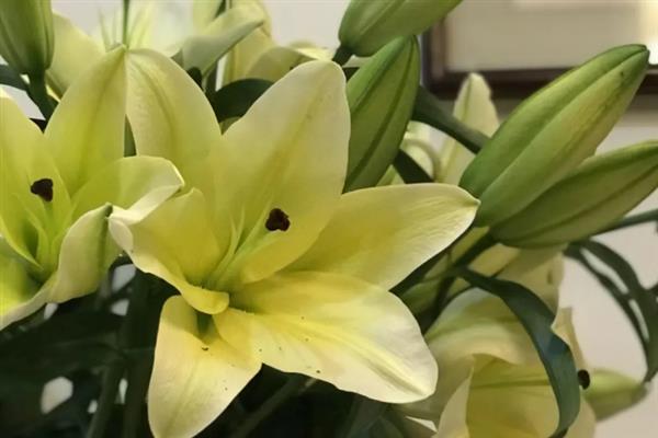 圣诞节适合送哪些花卉，玫瑰花、百合花、郁金香等品种可以考虑