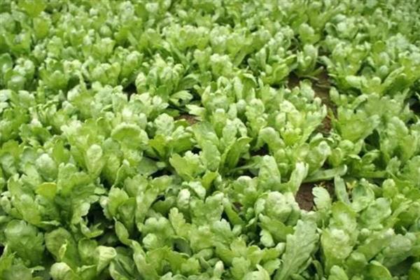 几月种菊花菜，一般在10月份左右进行栽种