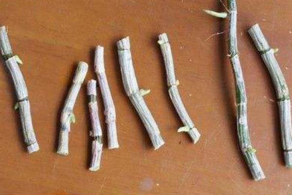 玫瑰石斛怎么养殖，生长期每隔10-14天浇一次水