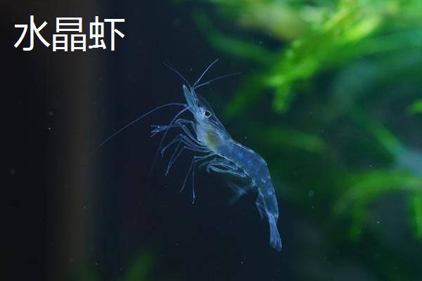 虾对水质的要求，不同品种对酸碱值的要求有区别