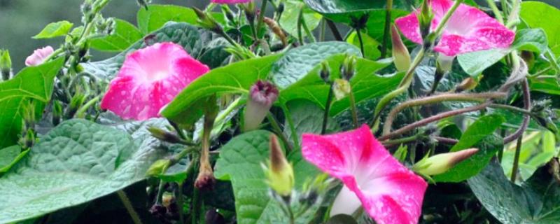 牵牛花室内养还是露养好，根据条件可露养也可室内养