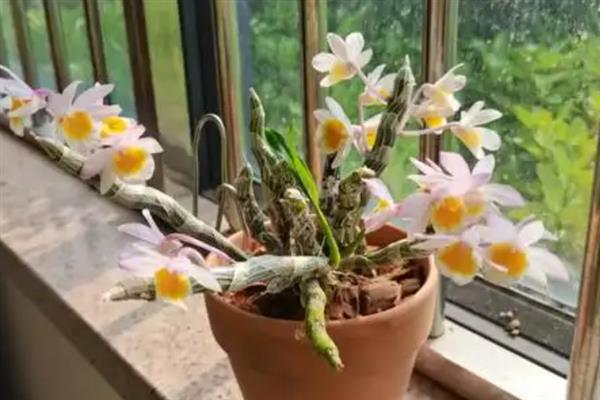 玫瑰石斛怎么养殖，生长期每隔10-14天浇一次水