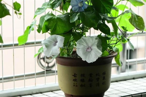 牵牛花室内养还是露养好，根据条件可露养也可室内养