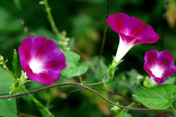 牵牛花室内养还是露养好，根据条件可露养也可室内养