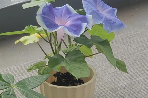 牵牛花室内养还是露养好，根据条件可露养也可室内养