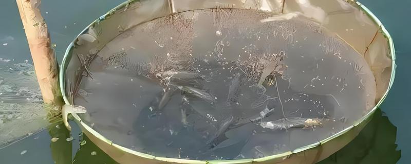 养虾的成本，一亩池塘需投入1万元左右