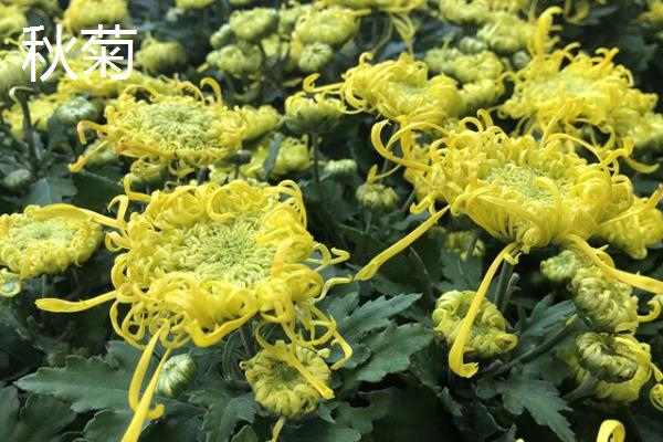 四季菊花的修剪方法，幼苗期要剪除植株顶端的幼芽