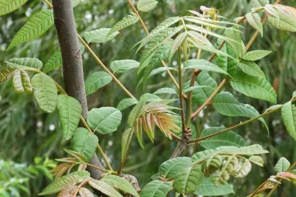 山东省阳信县的特产，有紫花苜蓿、香椿等