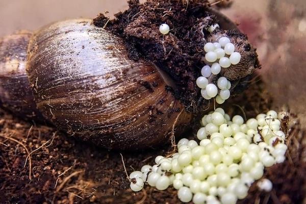 蜗牛的养殖技术，每隔2-3天清理一次粪便、食物残渣