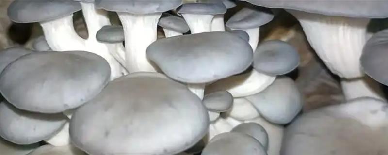 平菇的种植技术，菌床上要覆盖一层透气的薄膜
