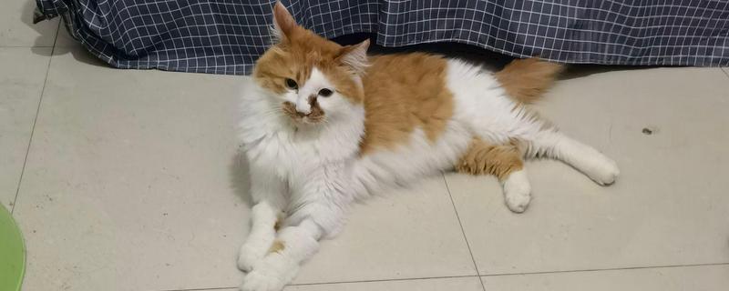 猫脂肪肝的症状，初期食欲会下降