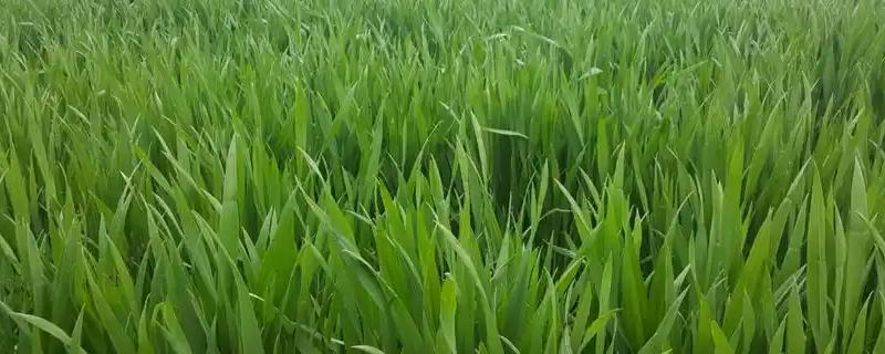 麦青的简介，也叫麦苗属于一年生草本植物