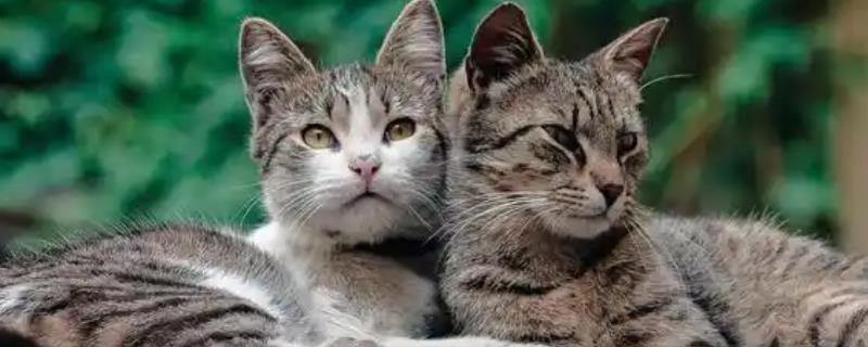 猫咪心肌病有何症状，具有呼吸急促、精神状态和食欲下降等表现