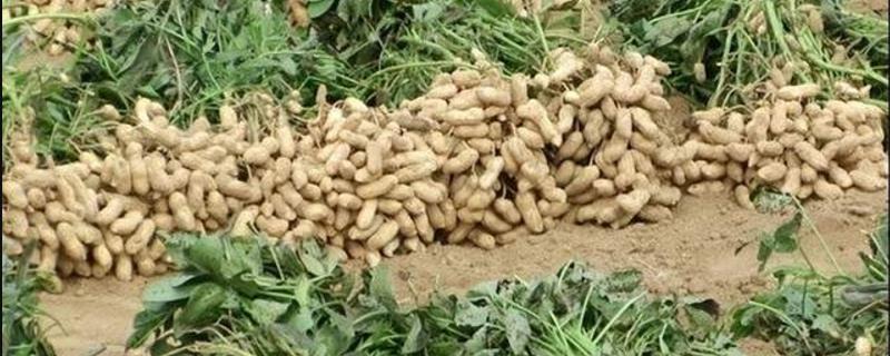 一般在什么季节收花生，露地花生通常在8月下旬到10月初收获