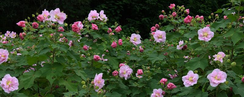 芙蓉花根断了能不能移植成活，进行扦插依然可以生长